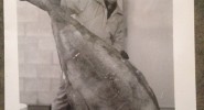 Roy Lemcke in 1990 with a 264Lbs halibut, delivered and ready to cut!